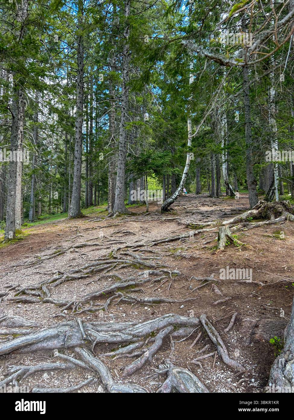 Percorso panoramico nella foresta con radici di alberi esposte che si snodano attraverso il terreno, circondato da alti alberi sempreverdi e da un'atmosfera boschiva naturale, perfetto per - Immagine stock catturata con smartphone