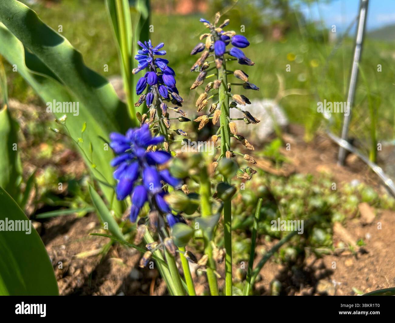 Primo piano di vivaci fiori di Giacinto d'uva blu (Muscari) che fioriscono in un giardino soleggiato, con morbido sfondo verde e illuminazione naturale. - Immagine stock catturata con smartphone