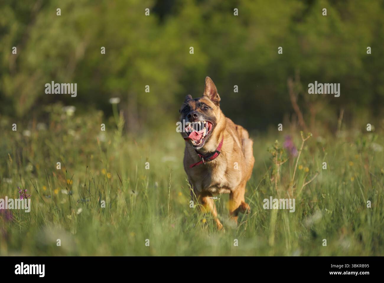 Il cane belga Malinois corre a pieno ritmo attraverso il campo erboso, Tongue Out. Foto Stock