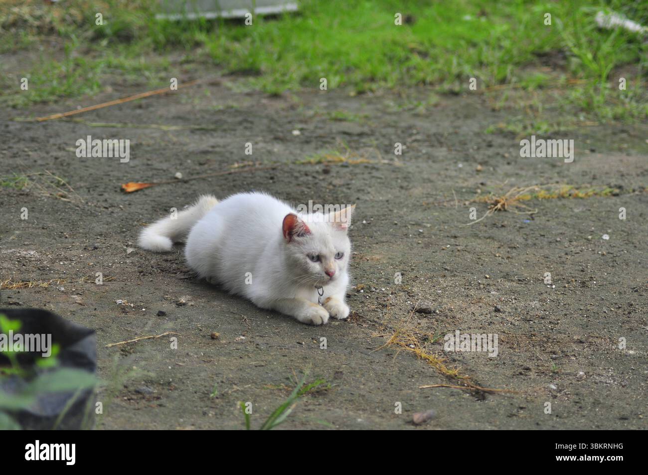 Gatto della casa che gioca al parco Foto Stock