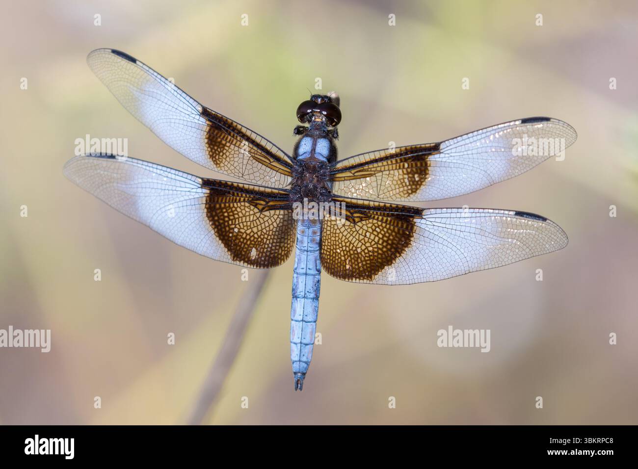 Vedova Skimmer adulto maschio. Ed R. Levin County Park, Santa Clara County, California, Stati Uniti. Foto Stock