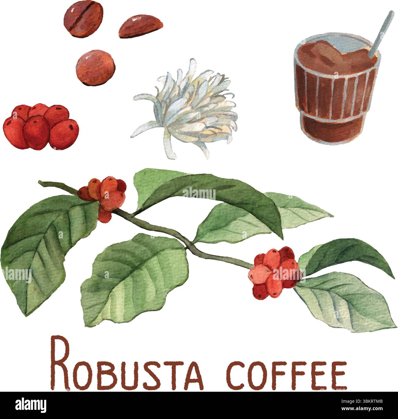 Illustrazione del ramo di caffè robusta, dei chicchi e dei fiori ad acquerello. Illustrazione botanica, elementi isolati su bianco. Stile pittorico carino e realistico. Illustrazione Vettoriale