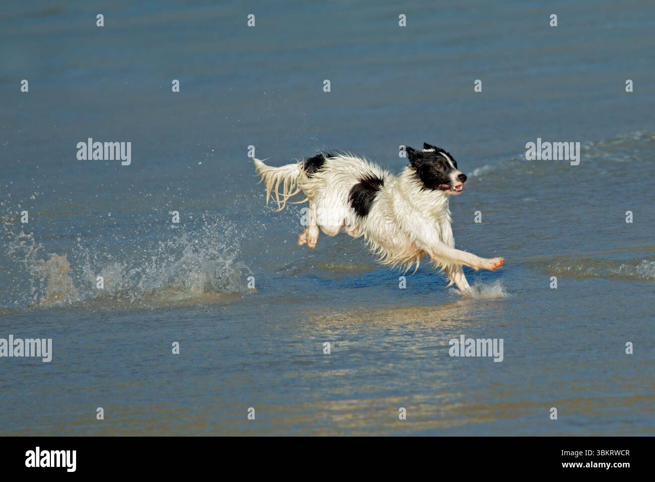 Un cane eccitato e felice che corre e gioca sulla spiaggia Foto Stock