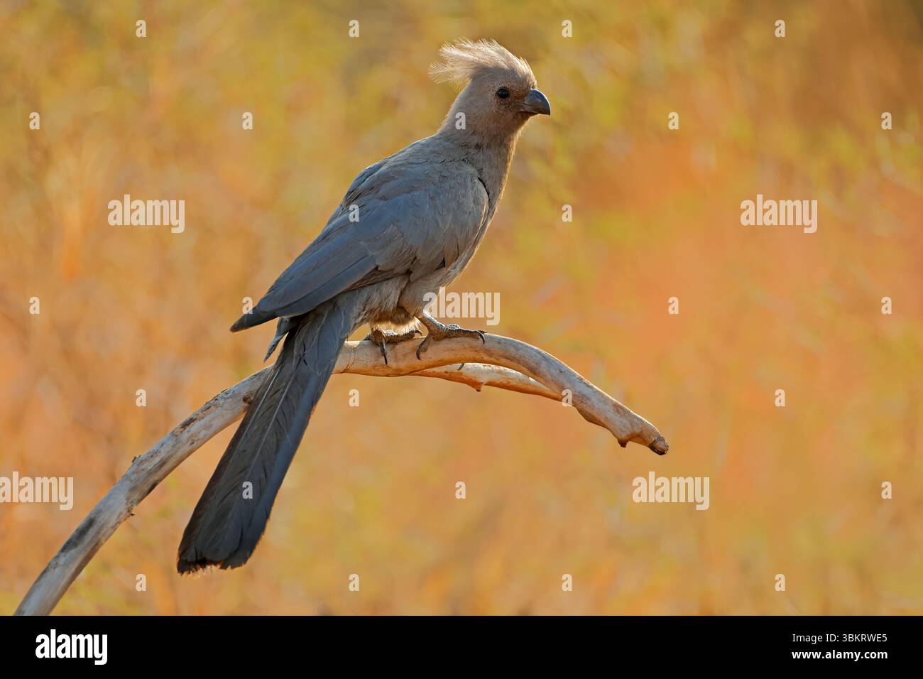 Un uccello grigio (Crinifer concolor) arroccato su una diramazione, il Parco Nazionale di Pilanesberg, Sudafrica Foto Stock