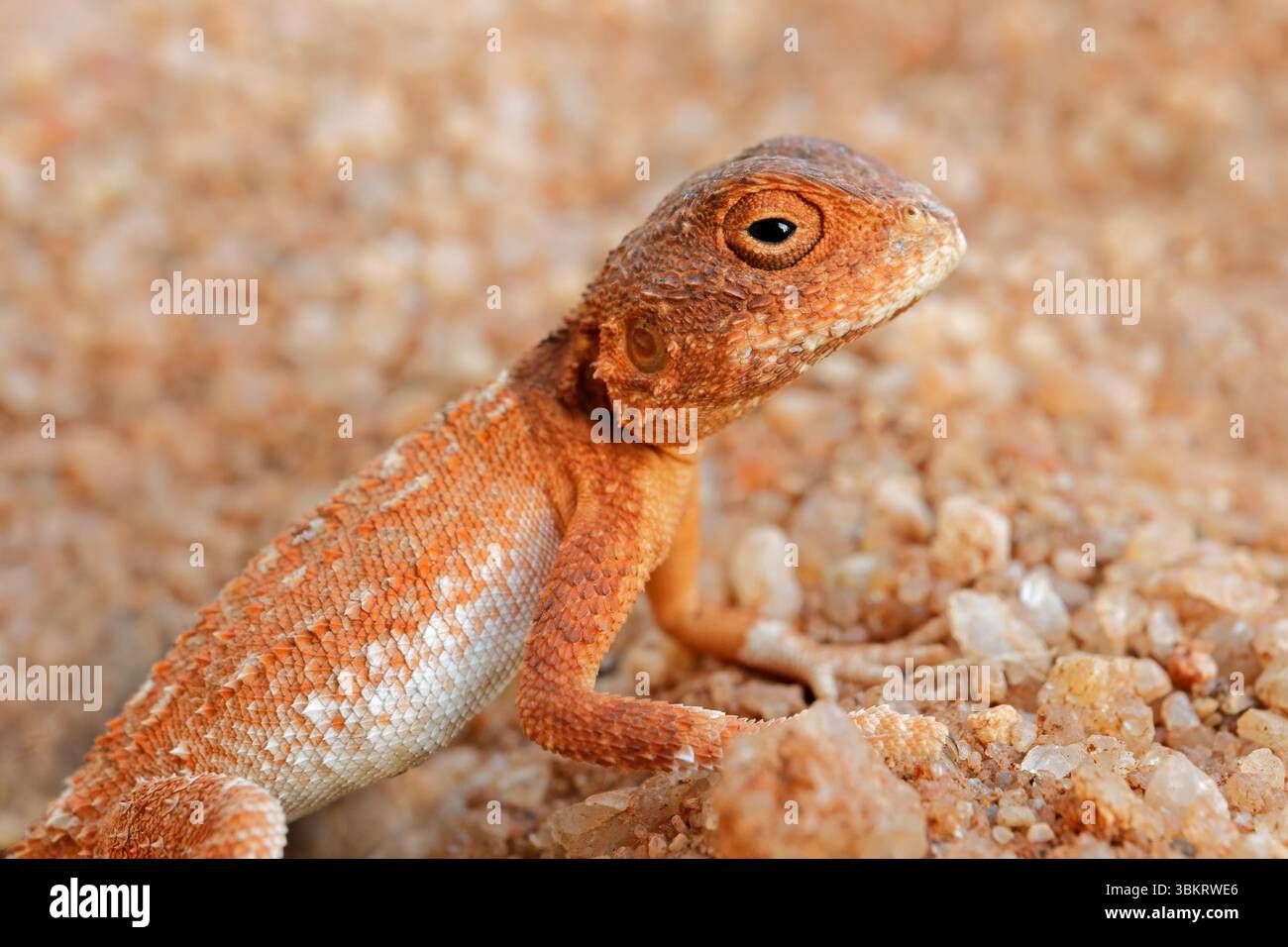Ritratto di una spinosa tropicale agama (Agama armata) seduta sulla sabbia, Sud Africa Foto Stock