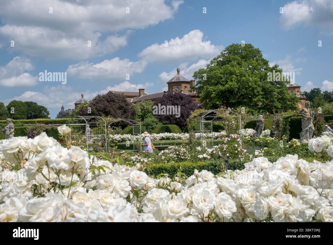 Un'impressionante mostra di rose Iceberg bianche nel giardino murato di Houghton Hall, Norfolk. Foto Stock