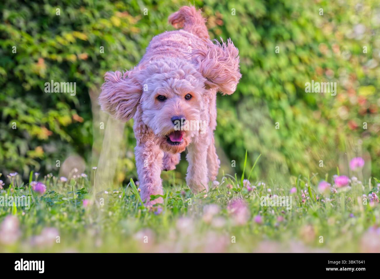 Lebensfreude. Energiegeladen springt der junge Cockapoo über die Wiese. Siegsdorf Chiemgau Bayern Deutschland *** pieno di energia, il giovane Cockapoo salta sul prato Siegsdorf Chiemgau Baviera Germania Copyright: XRolfxPossx Foto Stock