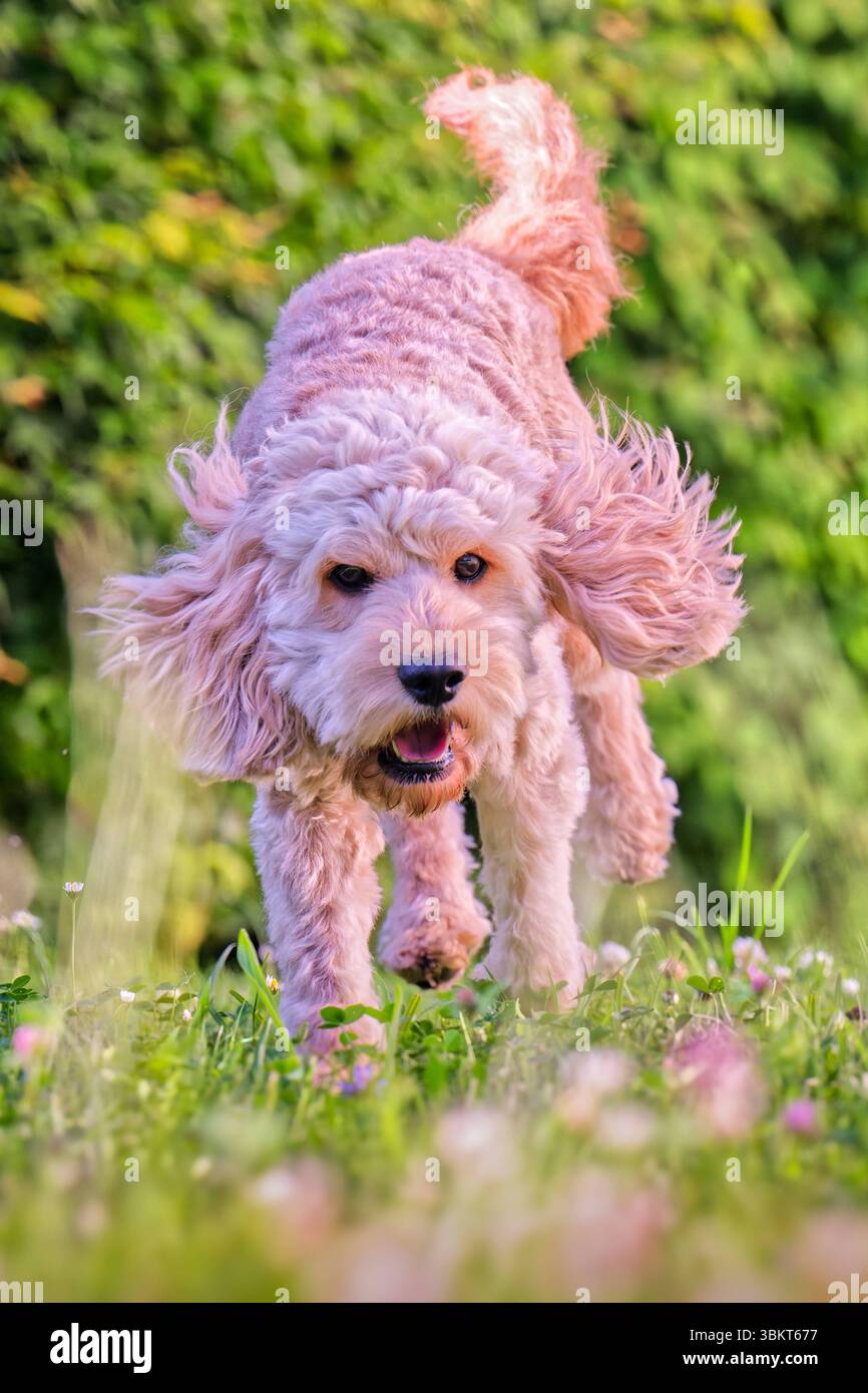 Lebensfreude. Energiegeladen springt der junge Cockapoo über die Wiese. Siegsdorf Chiemgau Bayern Deutschland *** pieno di energia, il giovane Cockapoo salta sul prato Siegsdorf Chiemgau Baviera Germania Copyright: XRolfxPossx Foto Stock