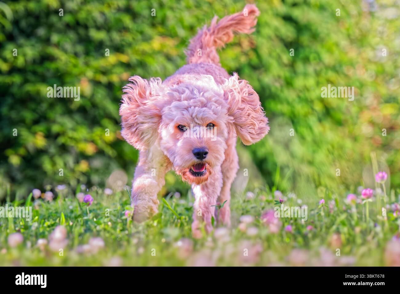Lebensfreude. Energiegeladen springt der junge Cockapoo über die Wiese. Siegsdorf Chiemgau Bayern Deutschland *** pieno di energia, il giovane Cockapoo salta sul prato Siegsdorf Chiemgau Baviera Germania Copyright: XRolfxPossx Foto Stock