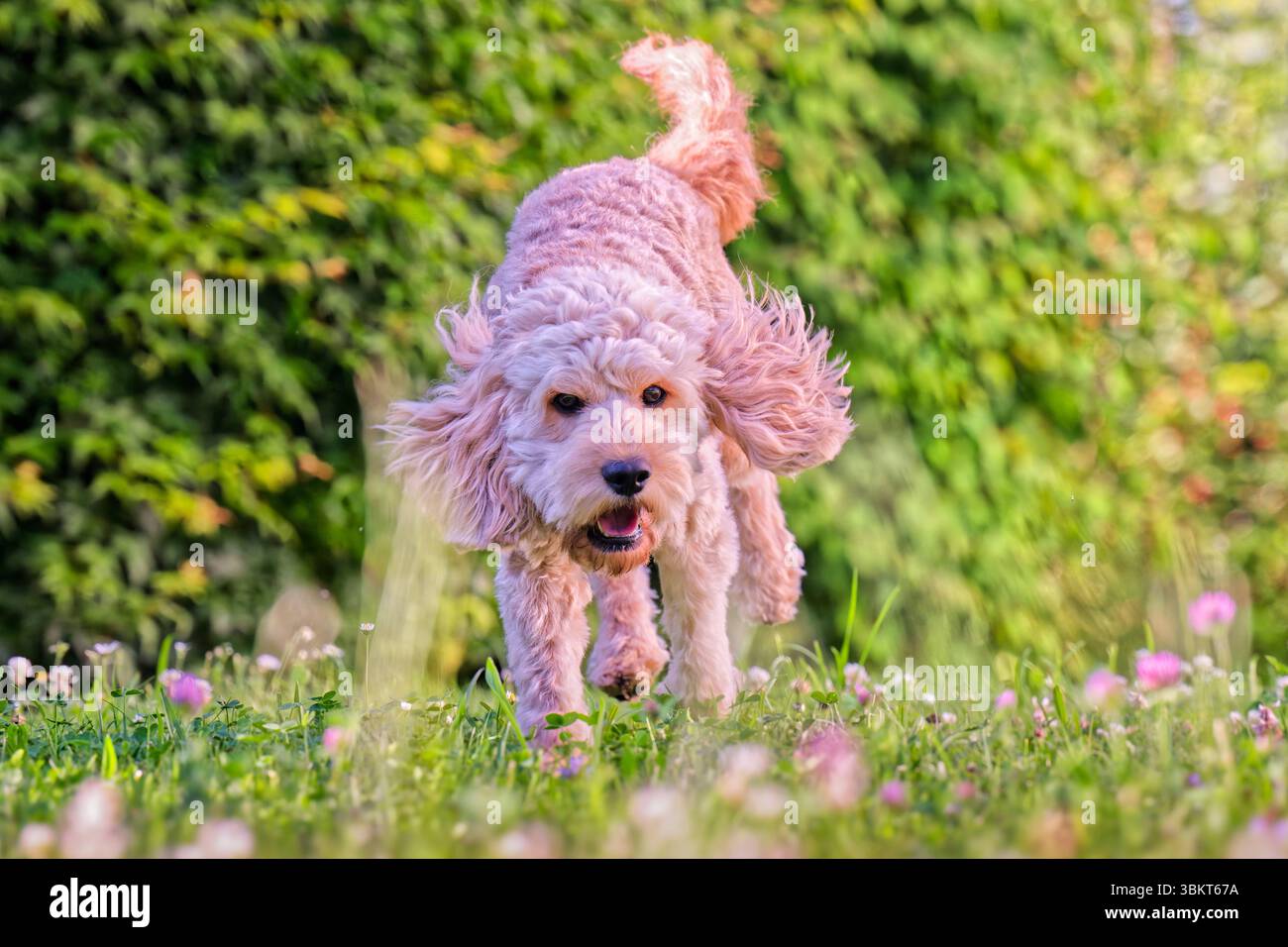 Lebensfreude. Energiegeladen springt der junge Cockapoo über die Wiese. Siegsdorf Chiemgau Bayern Deutschland *** pieno di energia, il giovane Cockapoo salta sul prato Siegsdorf Chiemgau Baviera Germania Copyright: XRolfxPossx Foto Stock