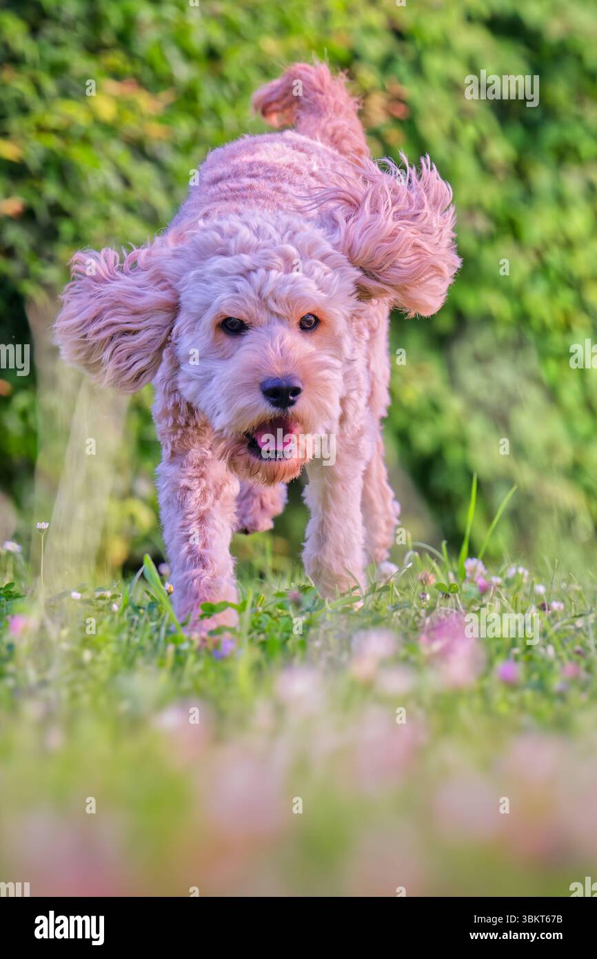 Lebensfreude. Energiegeladen springt der junge Cockapoo über die Wiese. Siegsdorf Chiemgau Bayern Deutschland *** pieno di energia, il giovane Cockapoo salta sul prato Siegsdorf Chiemgau Baviera Germania Copyright: XRolfxPossx Foto Stock