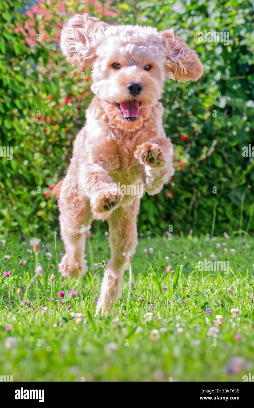 Lebensfreude. Energiegeladen springt der junge Cockapoo über die Wiese. Siegsdorf Chiemgau Bayern Deutschland *** pieno di energia, il giovane Cockapoo salta sul prato Siegsdorf Chiemgau Baviera Germania Copyright: XRolfxPossx Foto Stock