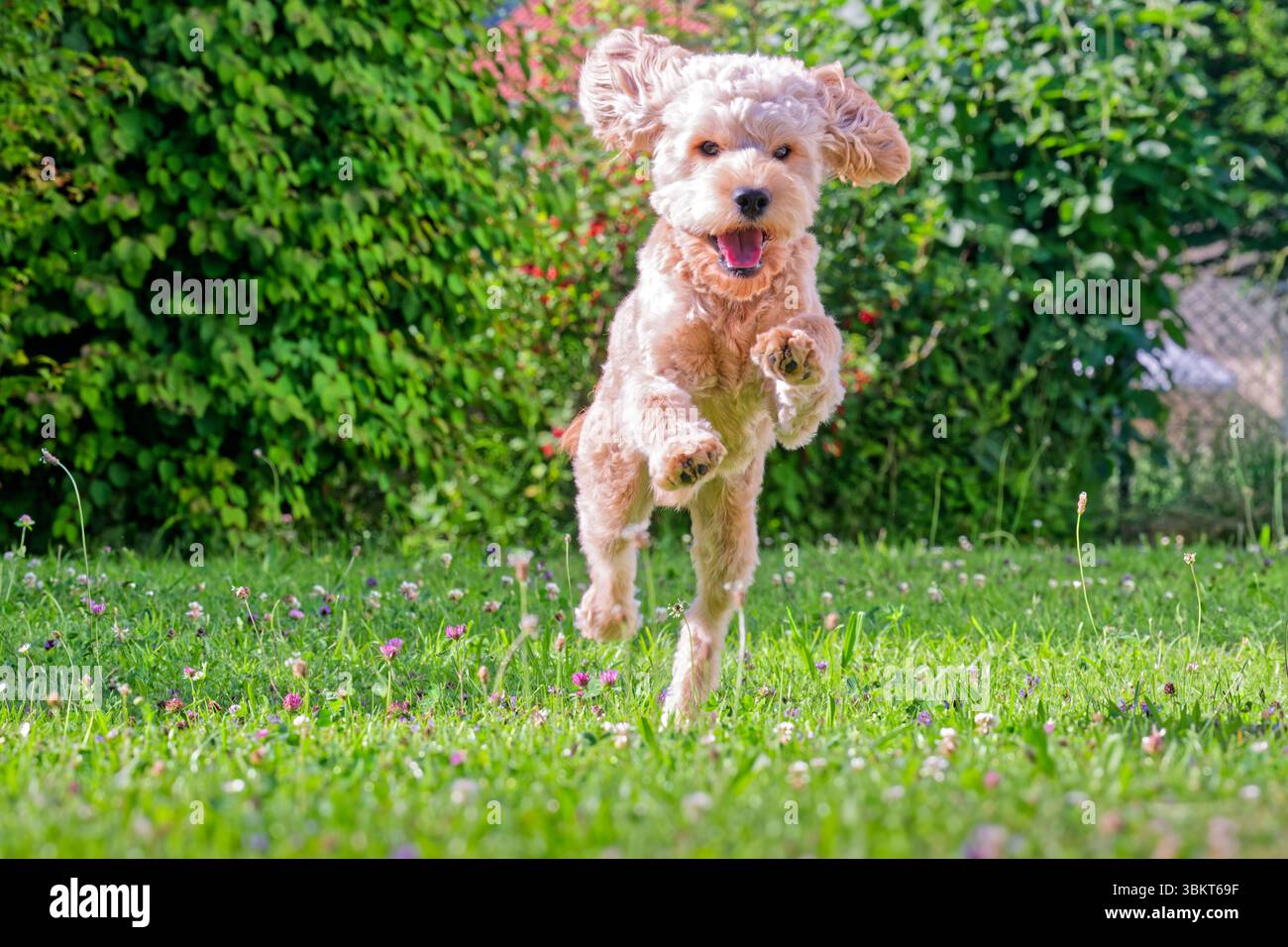 Lebensfreude. Energiegeladen springt der junge Cockapoo über die Wiese. Siegsdorf Chiemgau Bayern Deutschland *** pieno di energia, il giovane Cockapoo salta sul prato Siegsdorf Chiemgau Baviera Germania Copyright: XRolfxPossx Foto Stock