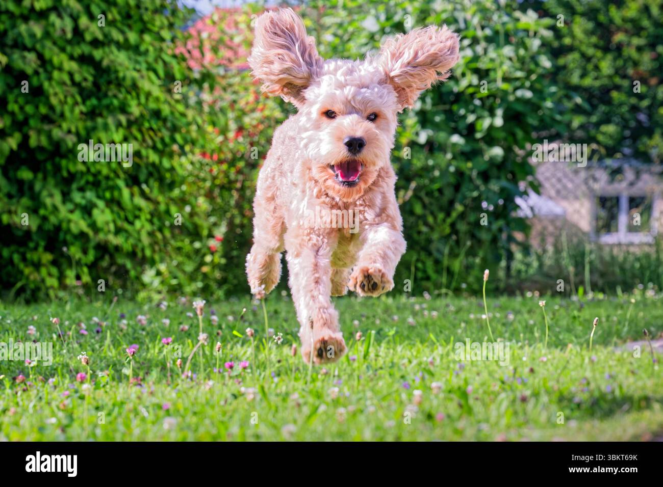 Lebensfreude. Energiegeladen springt der junge Cockapoo über die Wiese. Siegsdorf Chiemgau Bayern Deutschland *** pieno di energia, il giovane Cockapoo salta sul prato Siegsdorf Chiemgau Baviera Germania Copyright: XRolfxPossx Foto Stock