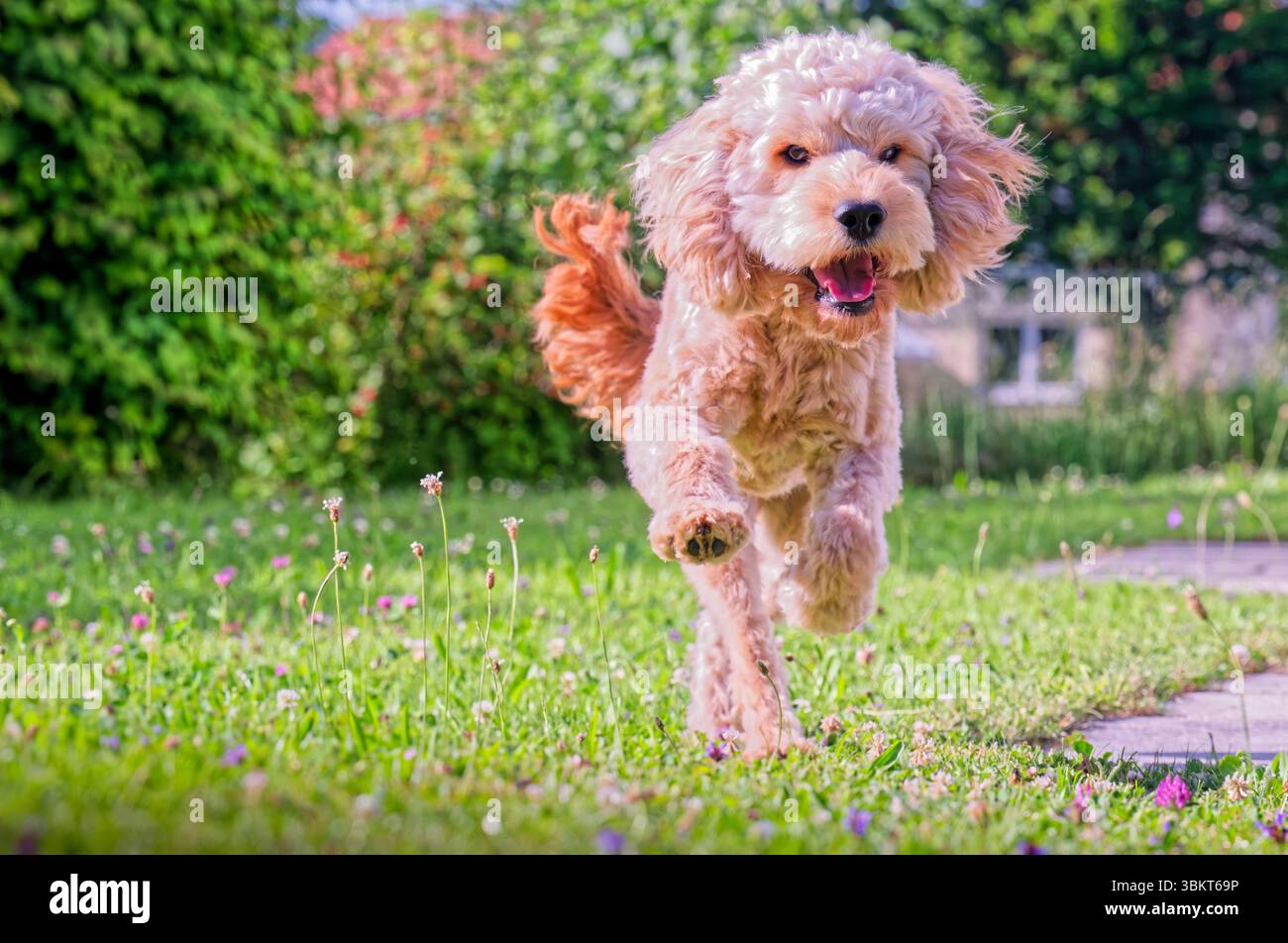 Lebensfreude. Energiegeladen springt der junge Cockapoo über die Wiese. Siegsdorf Chiemgau Bayern Deutschland *** pieno di energia, il giovane Cockapoo salta sul prato Siegsdorf Chiemgau Baviera Germania Copyright: XRolfxPossx Foto Stock