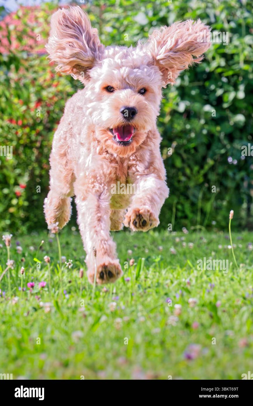 Lebensfreude. Energiegeladen springt der junge Cockapoo über die Wiese. Siegsdorf Chiemgau Bayern Deutschland *** pieno di energia, il giovane Cockapoo salta sul prato Siegsdorf Chiemgau Baviera Germania Copyright: XRolfxPossx Foto Stock