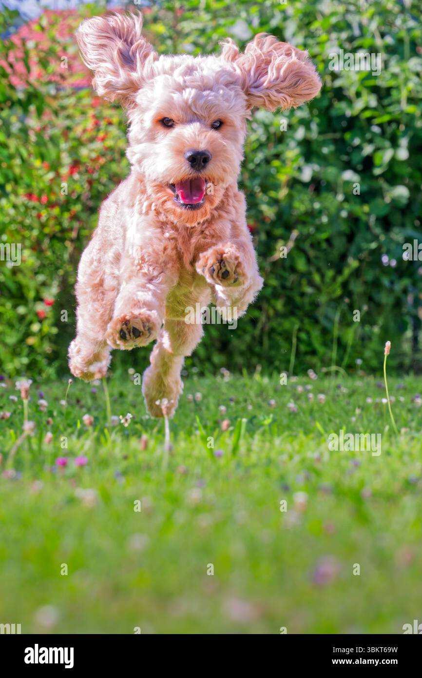 Lebensfreude. Energiegeladen springt der junge Cockapoo über die Wiese. Siegsdorf Chiemgau Bayern Deutschland *** pieno di energia, il giovane Cockapoo salta sul prato Siegsdorf Chiemgau Baviera Germania Copyright: XRolfxPossx Foto Stock