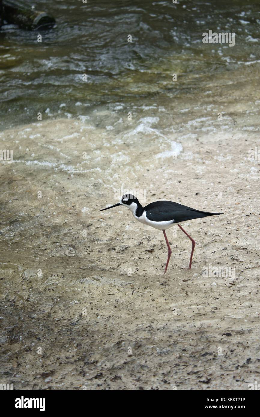 Una tilapia dal collo nero con lunghe gambe rosa scorre elegantemente attraverso acque poco profonde su una spiaggia sabbiosa. Fotografia di fauna selvatica in natura Foto Stock
