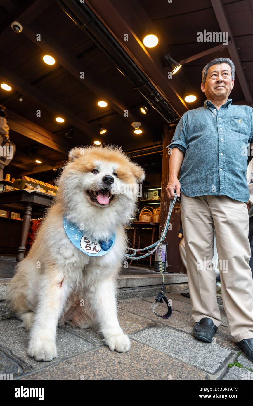 Uomo con il suo cane giapponese Akita Inu nel quartiere Gion di Kyoto, in Giappone Foto Stock
