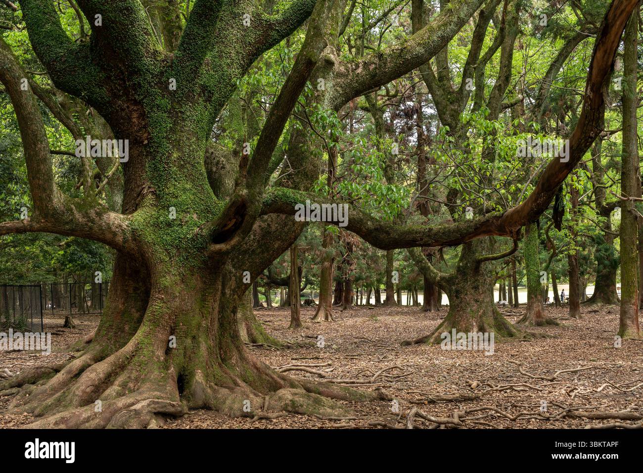 Vecchi alberi ricoperti di muschio verde al Nara Park, in Giappone Foto Stock