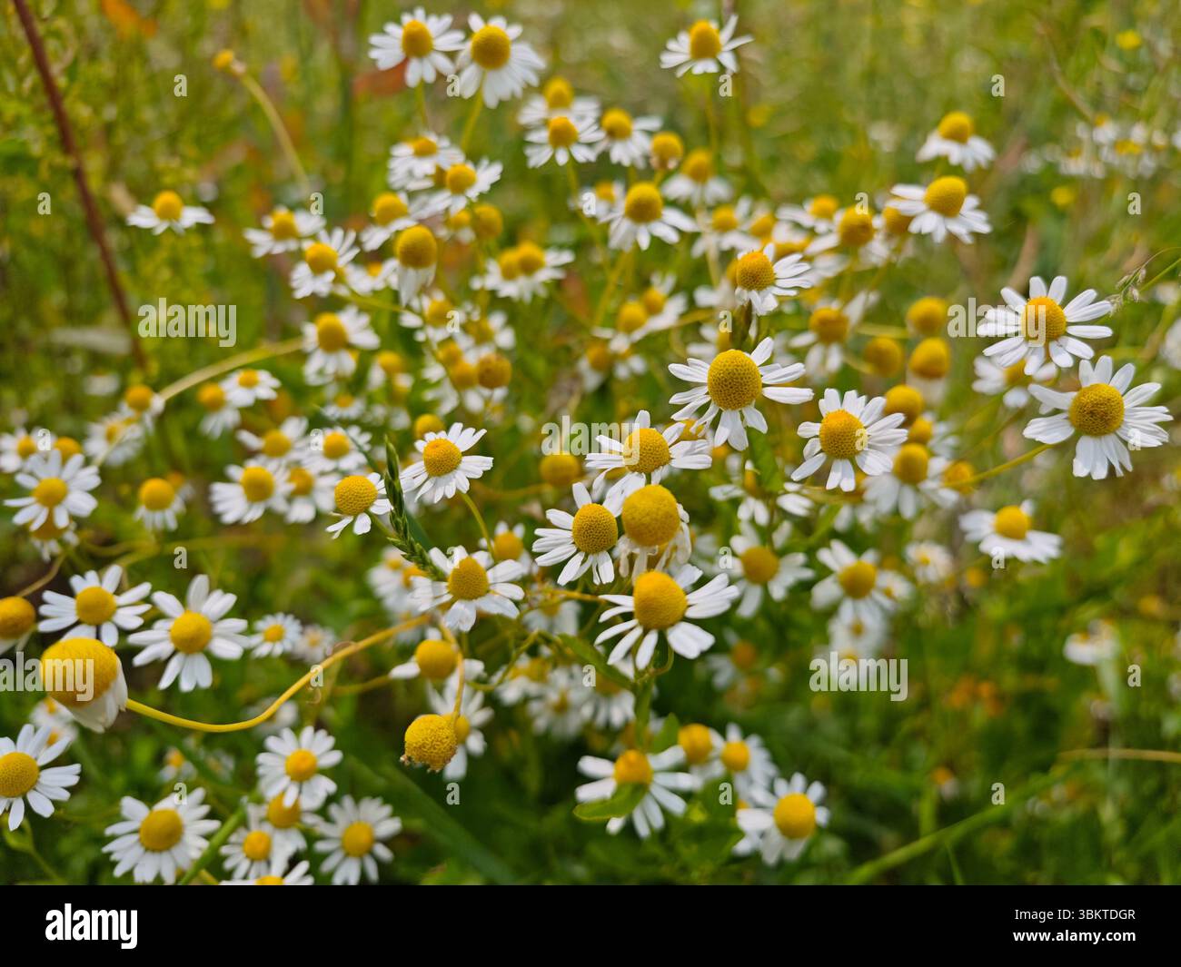 Fiori di camomilla bianchi e gialli luminosi fioriscono abbondantemente in un prato illuminato dal sole. Questo vivace display cattura la bellezza della natura in piena fioritura estiva Foto Stock