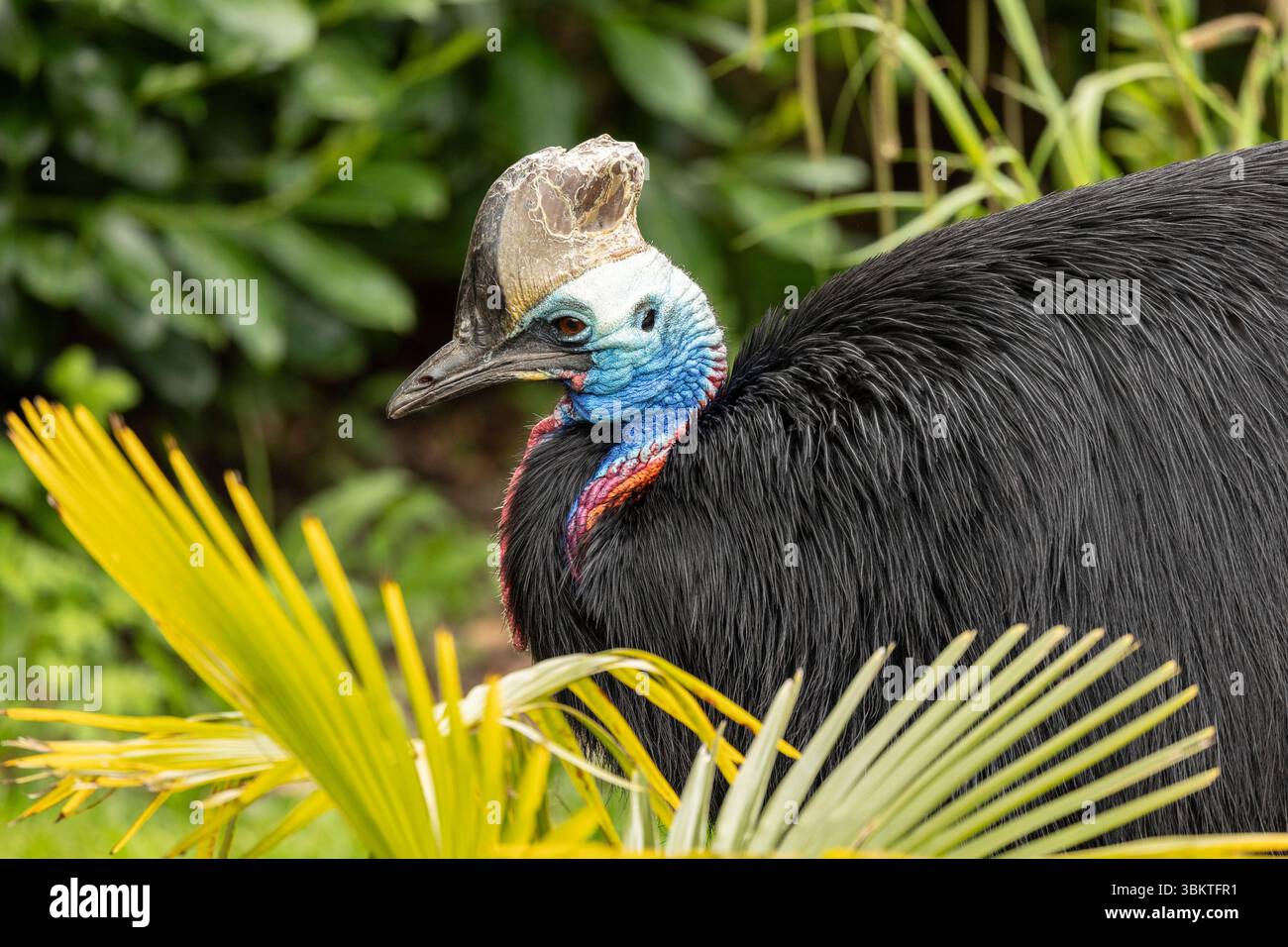 Primo piano di un cassowary meridionale o di un cassowary a doppio wattling, casuarius casuarius, che riposa nel sottobosco Foto Stock