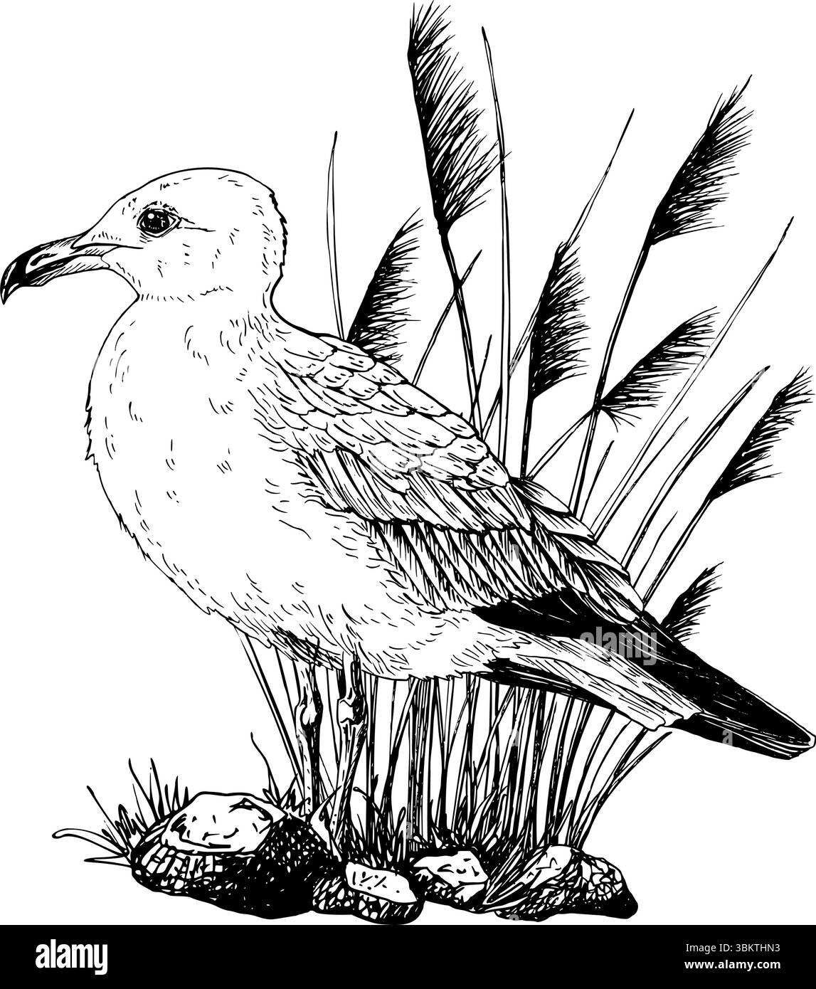 Questa illustrazione vettoriale in bianco e nero presenta un gabbiano in piedi su un terreno roccioso circondato da alte paludi. Schizzo grafico disegnato a mano Illustrazione Vettoriale