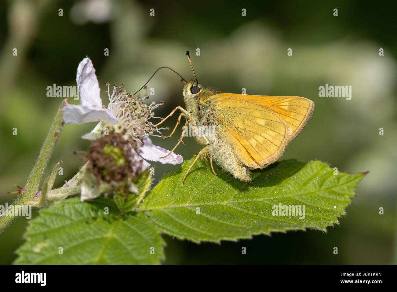 Piccola skipper di alimentazione a farfalla Foto Stock
