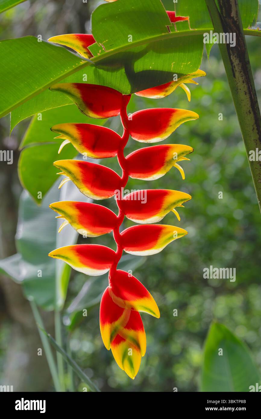 Vista ravvicinata del fiore verde giallo rosso retroilluminato del rostrato tropicale di heliconia, noto anche come artiglio di aragosta sospeso o falso uccello del paradiso isolato nel giardino Foto Stock