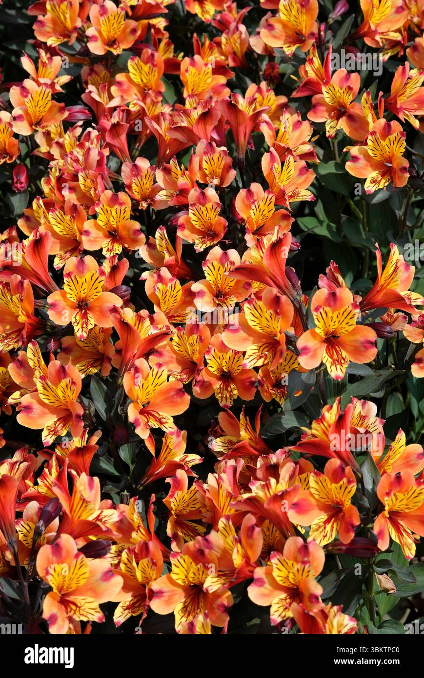 alstroemeria fiorita, estate indiana, fiori Foto Stock
