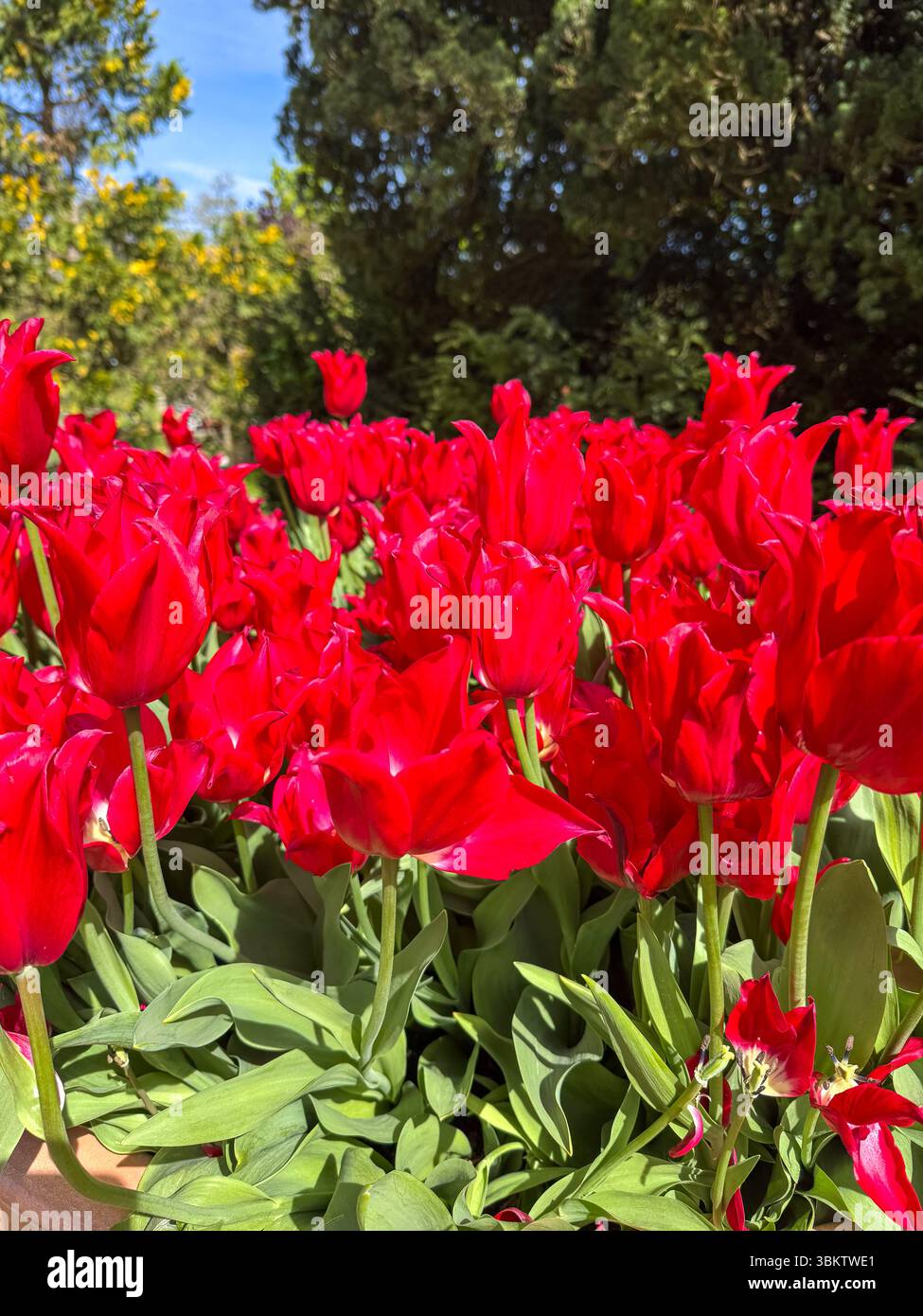 Fiery Elegance: Tulipani rossi in pieno fiore Foto Stock