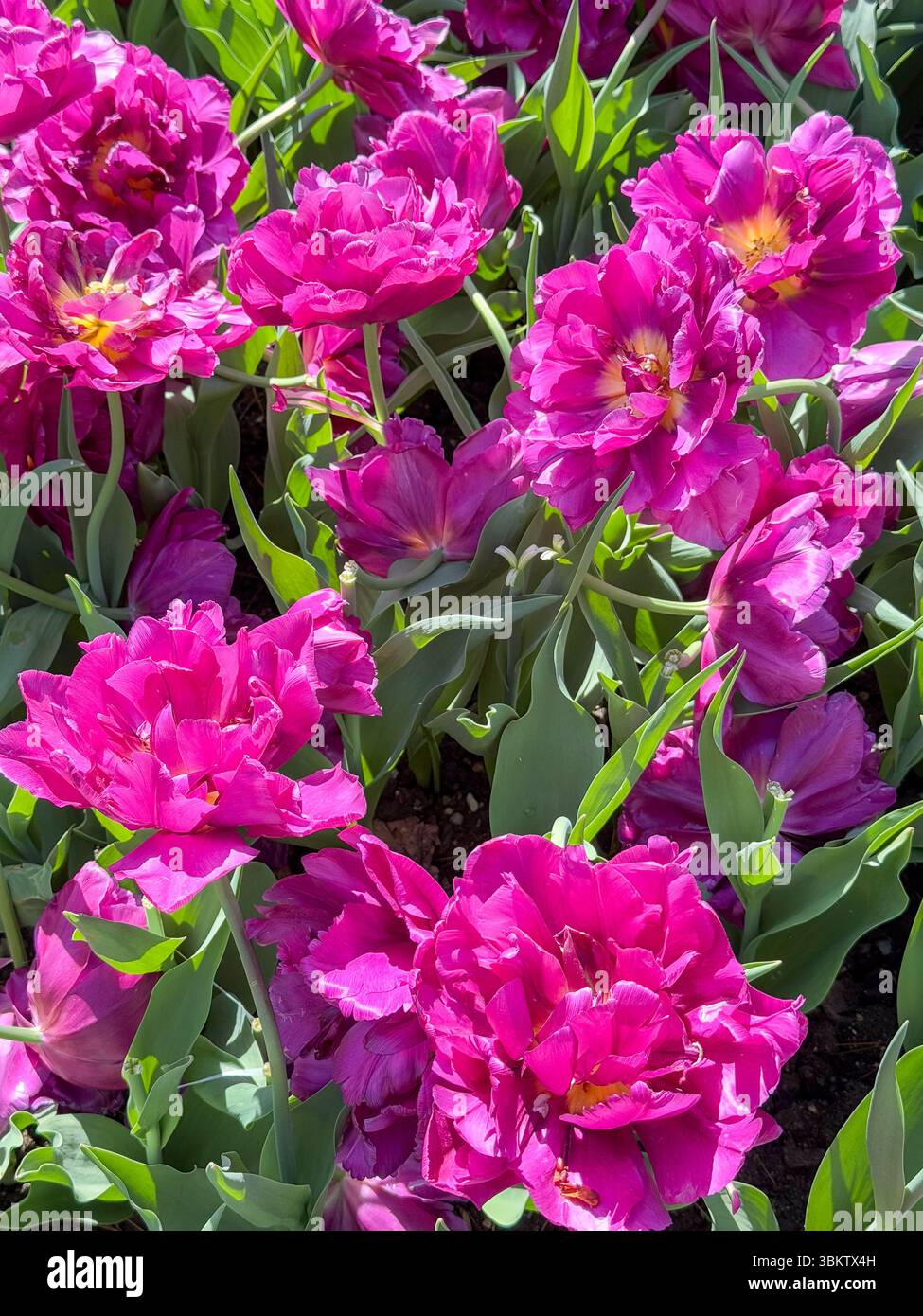 Splendenti tulipani magenta in piena fioritura - Morges Festival Foto Stock