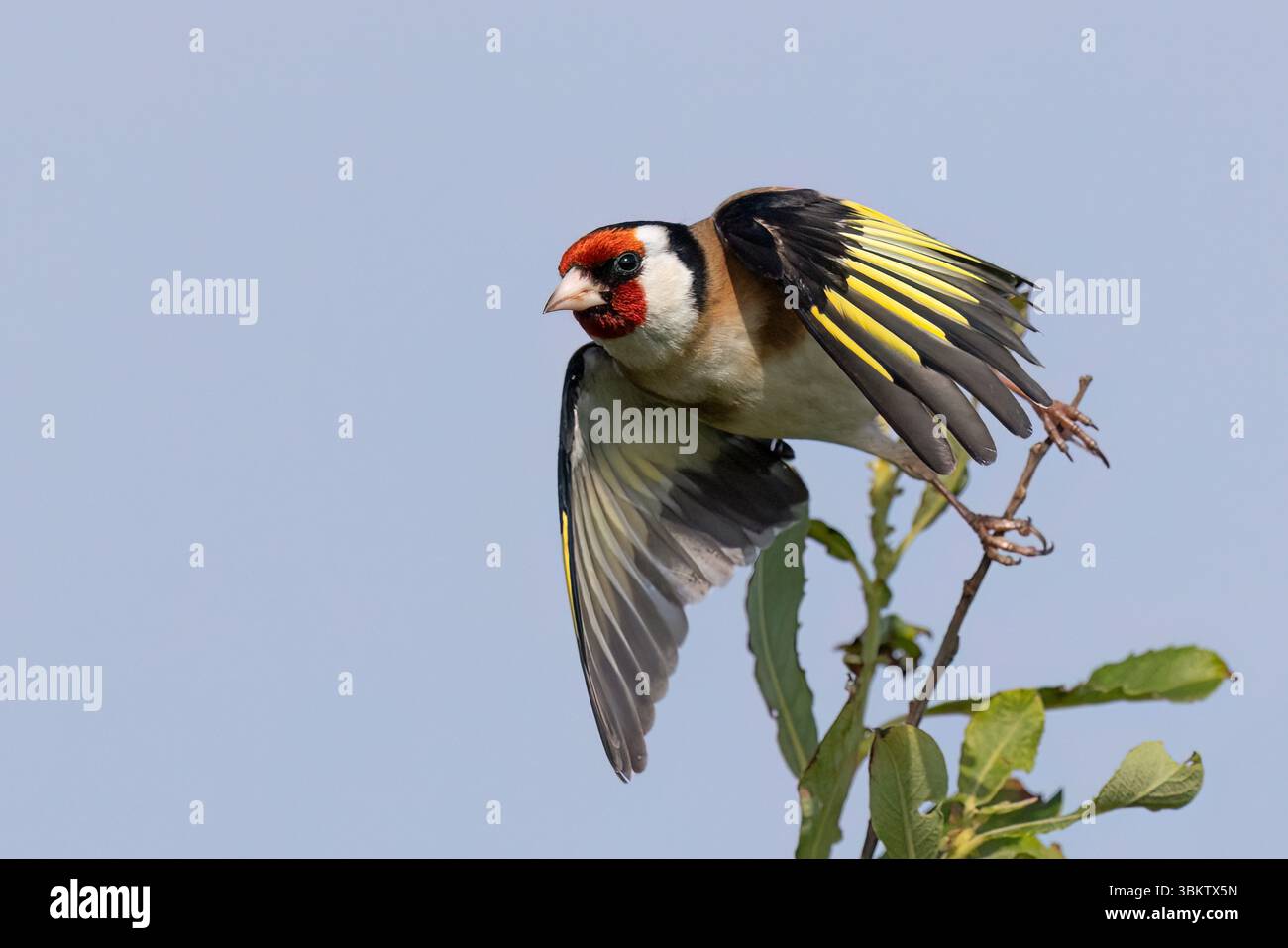 European Goldfinch presso Hodbarrow RSPB Reserve, Cumbria Foto Stock