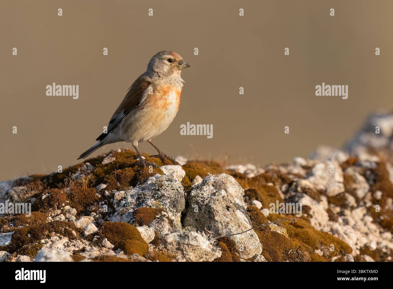 Common Linnet presso Hodbarrow RSPB Reserve, Cumbria Foto Stock