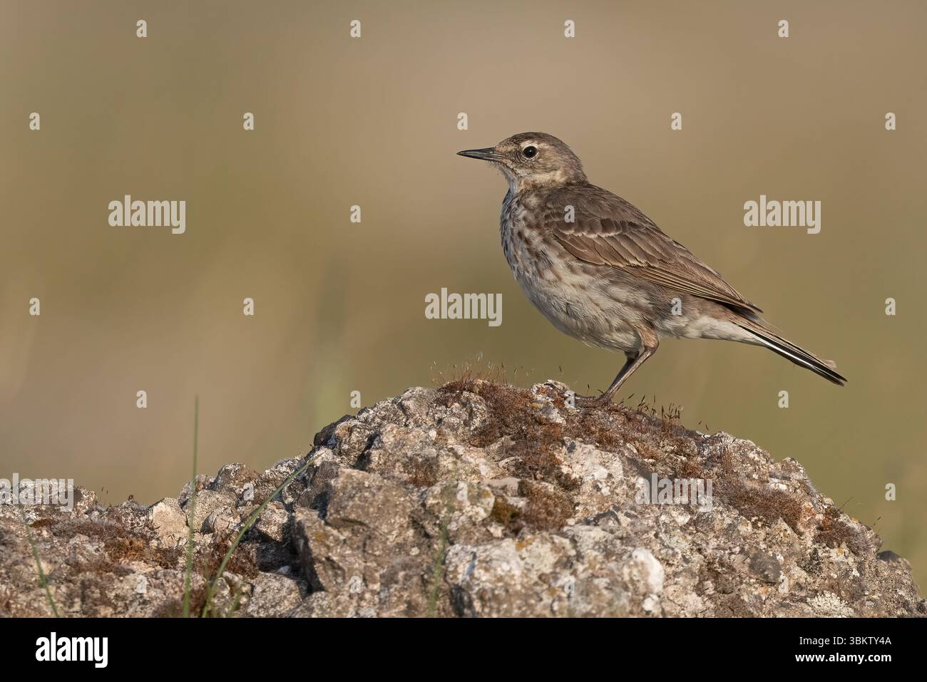 Rock Pipit presso Hodbarrow RSPB Reserve, Cumbria Foto Stock