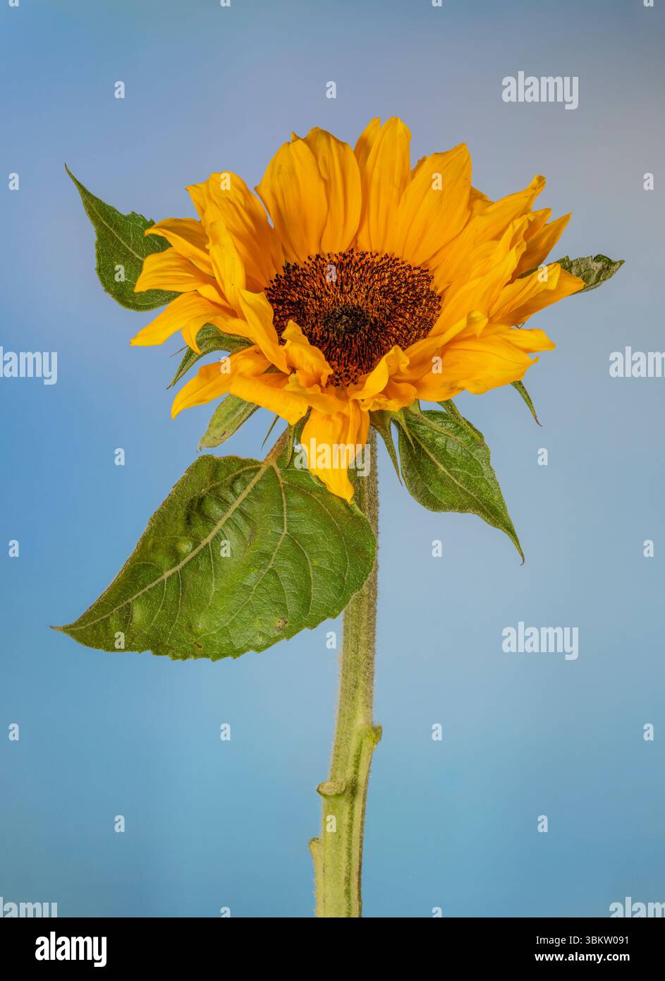 Un grande, solitario, fiore di girasole giallo, fotografato su uno sfondo blu pallido Foto Stock