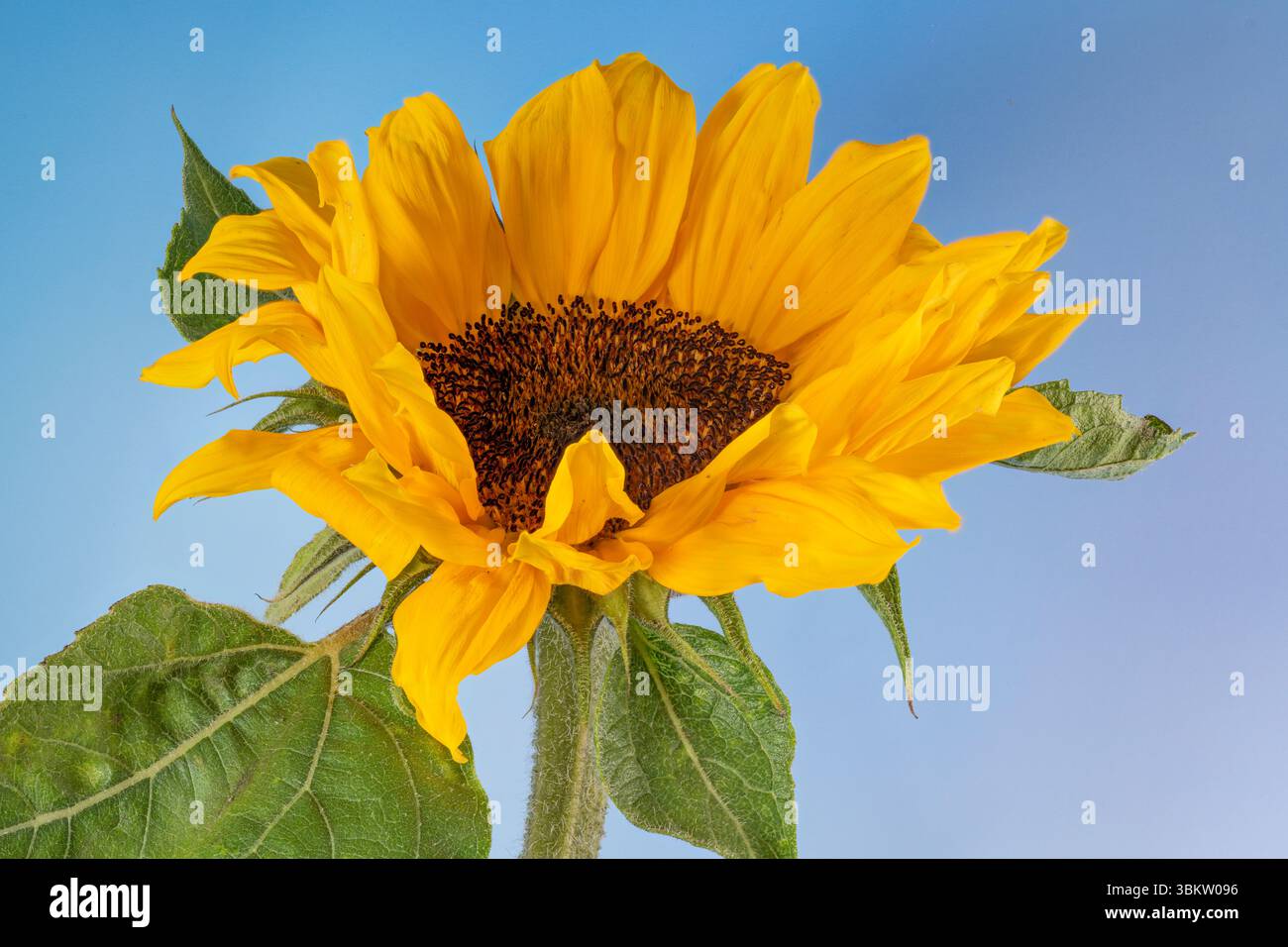 Un grande, solitario, fiore di girasole giallo, fotografato su uno sfondo blu pallido Foto Stock