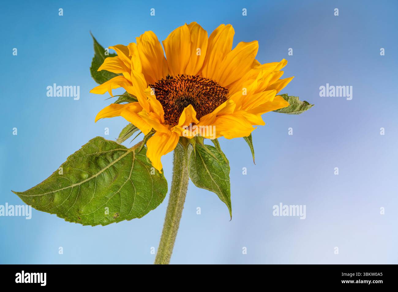 Un grande, solitario, fiore di girasole giallo, fotografato su uno sfondo blu pallido Foto Stock