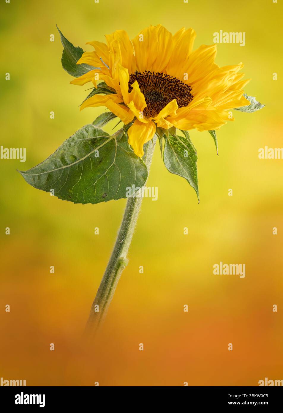 Un grande, solitario, fiore di girasole giallo, fotografato artisticamente su uno sfondo verde e giallo macchiato Foto Stock