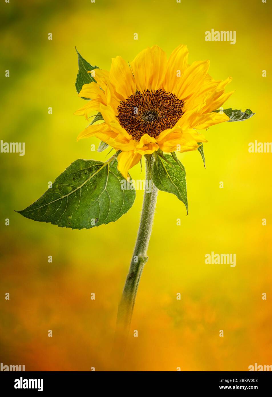 Un grande, solitario, fiore di girasole giallo, fotografato artisticamente su uno sfondo verde e giallo macchiato Foto Stock