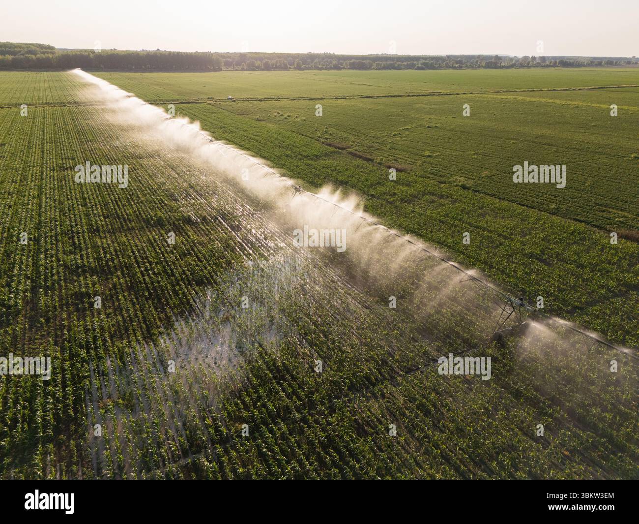 Vista aerea del sistema di irrigazione a spirale agricolo su un campo di mais al tramonto Foto Stock