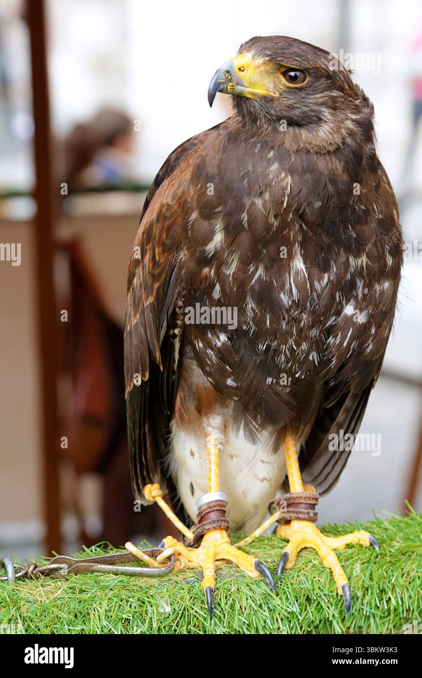 Vista di Harris Hawk (Parabuteo unicinctus) in cattività. Foto Stock