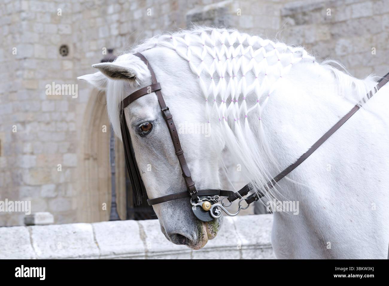 Cavallo bianco con una criniera intrecciata intricata adornata da fasce rosa Foto Stock