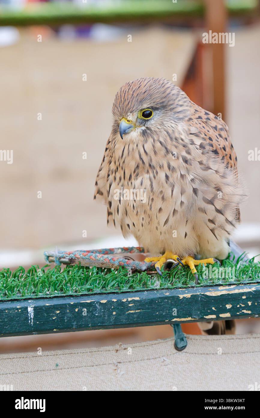 Gheppio comune (Falco tinnunculus) in cattività Foto Stock