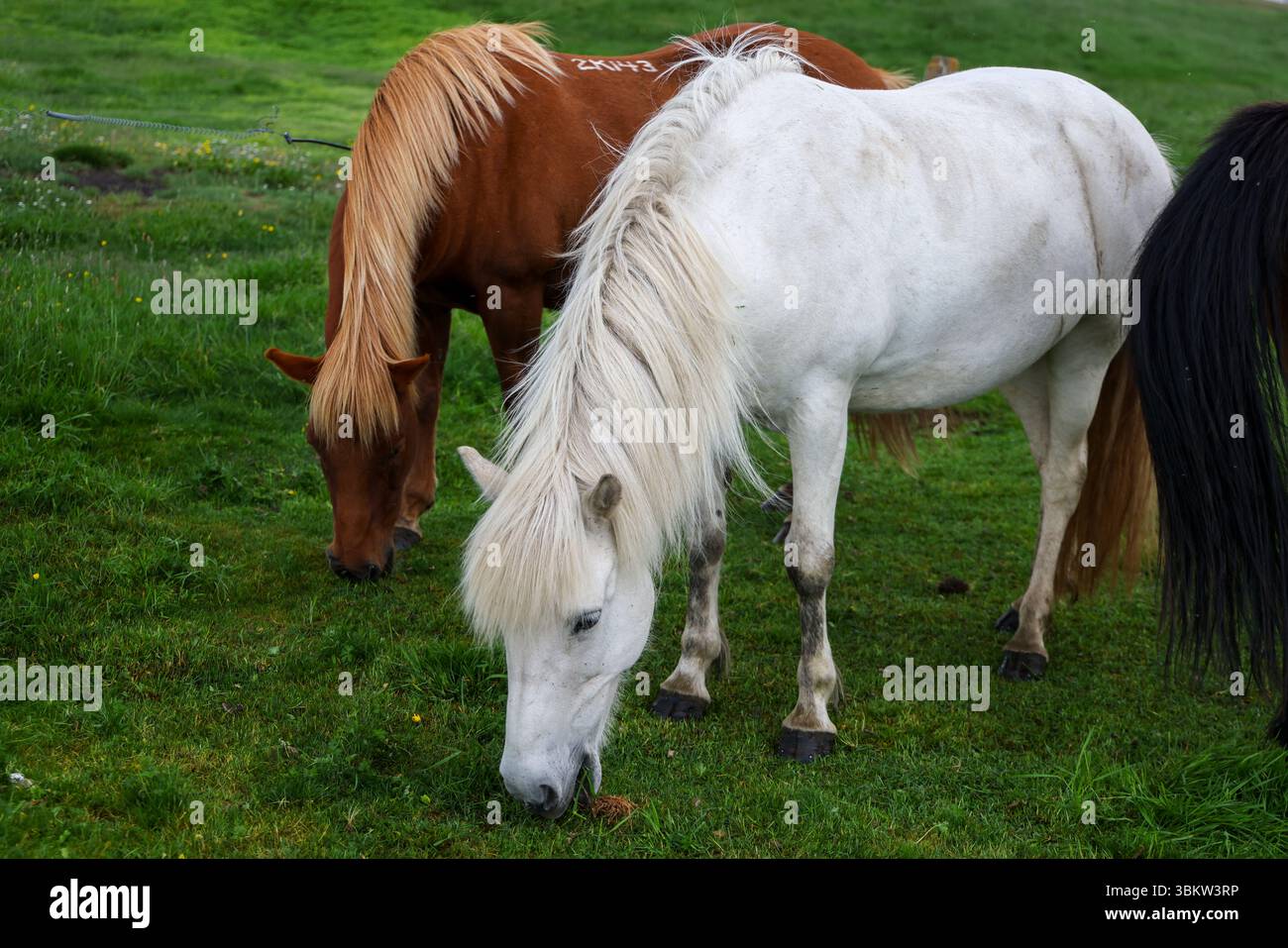 Cavalli islandesi Foto Stock