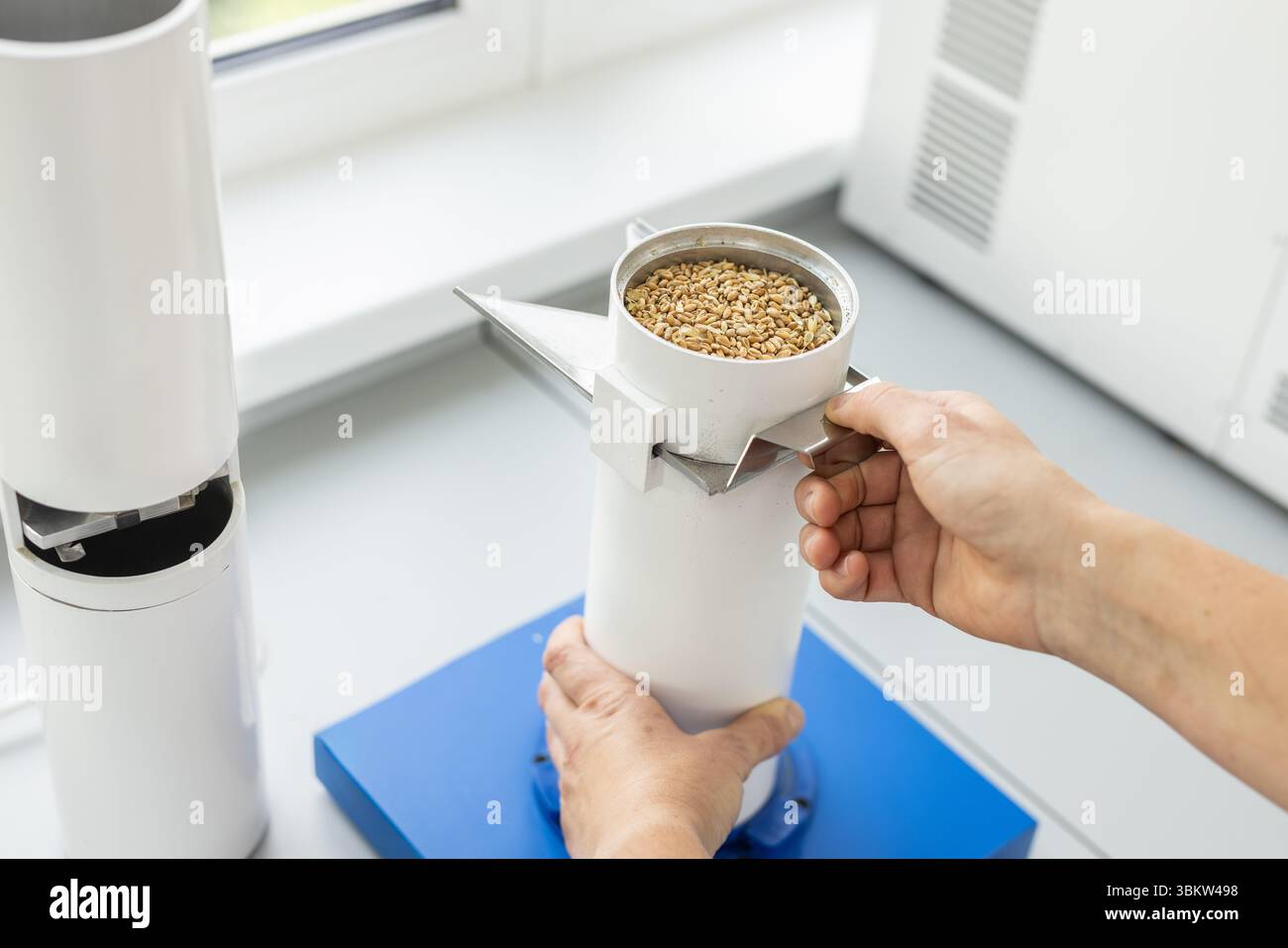 Primo piano dell'analisi della qualità dei cereali di frumento in attrezzature da laboratorio. Test agricoli, sicurezza alimentare e ricerca sulle colture. Foto Stock
