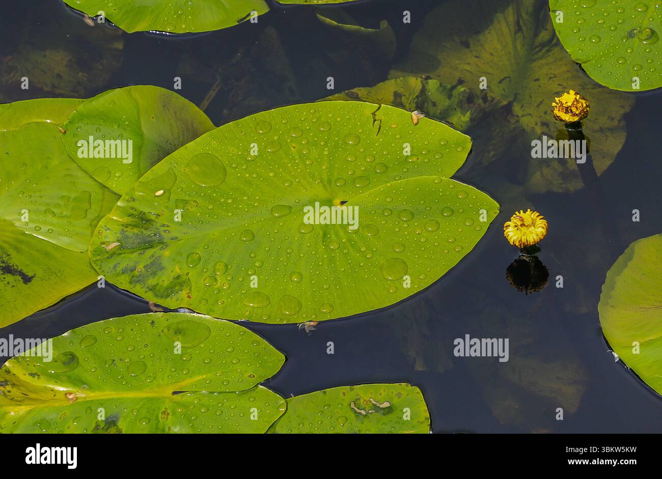 I fiori gialli e le grandi foglie di un giglio d'acqua giallo, (Nuphar lutea), nel giardino giapponese di Tatton Park, Cheshire Inghilterra, Regno Unito Foto Stock