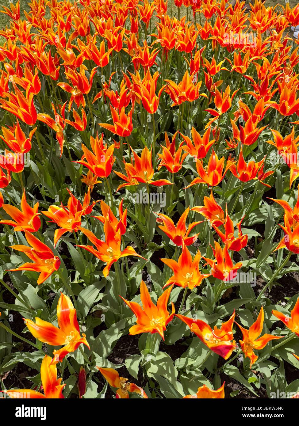 Tulipani di giglio in piena fiamma - Morges Spring Bloom Foto Stock