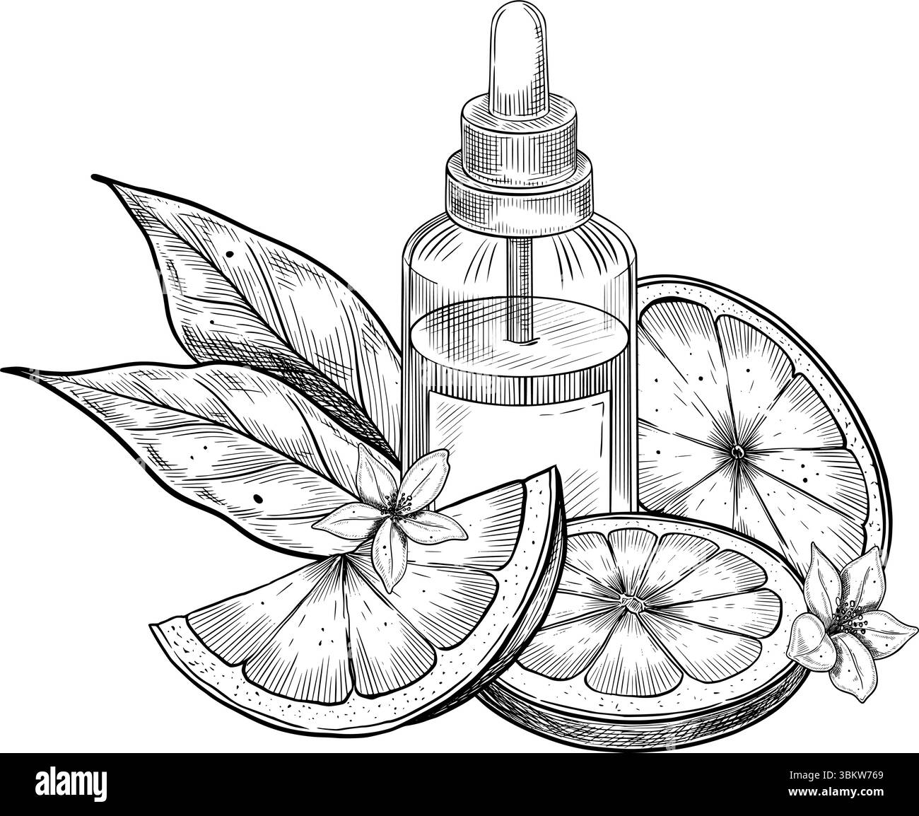 Illustrazione vettoriale vintage disegnata a mano con fette di limone con bottiglia di olio essenziale e fiori. Illustrazione lineare con agrumi per il packaging cosmetico, il branding spa o il design della cura della pelle. Illustrazione Vettoriale