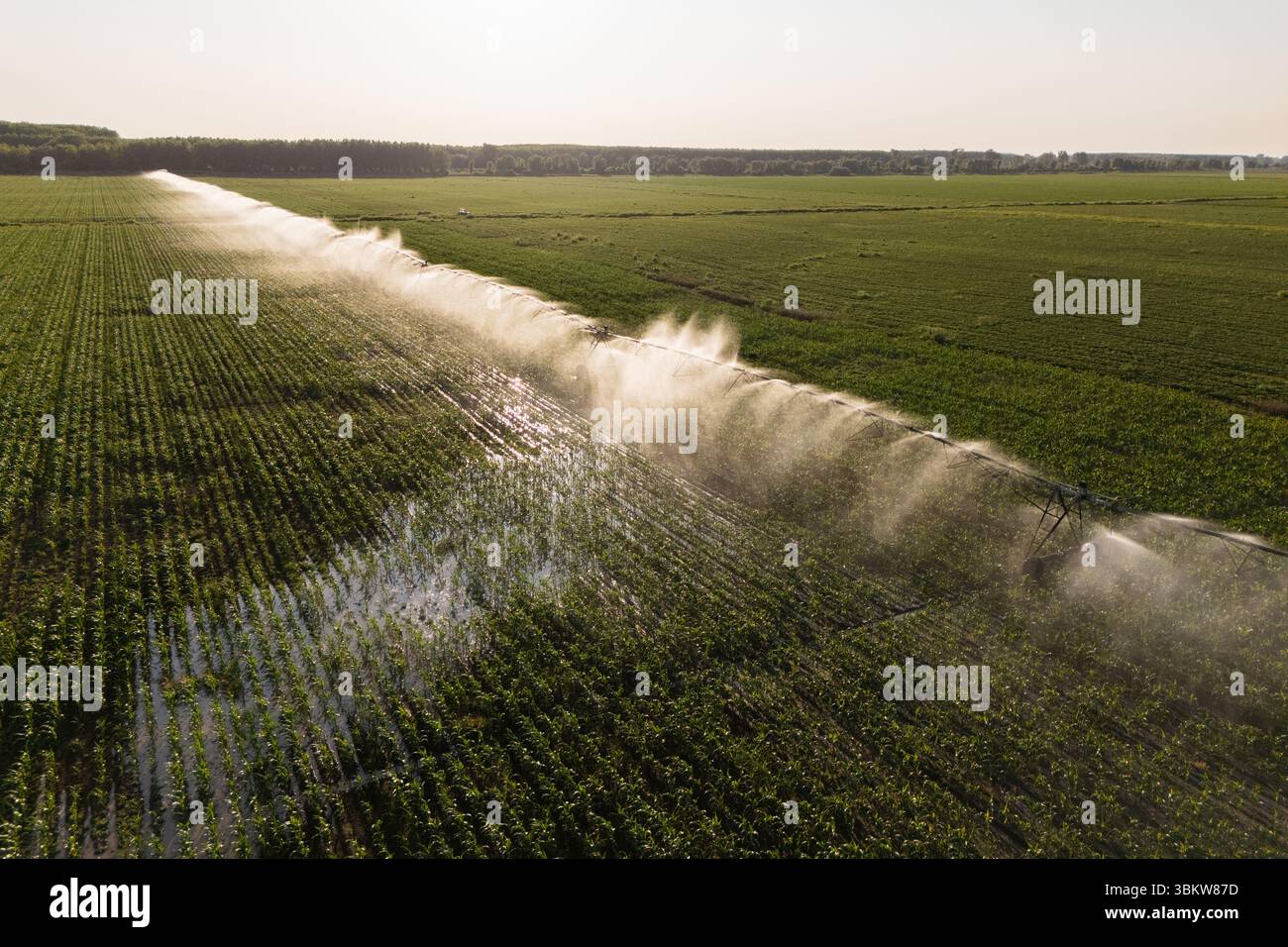 Vista aerea del sistema di irrigazione a spirale agricolo su un campo di mais al tramonto Foto Stock